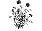 Common flax (Linum usitatissimum), Heb. PiShTaH (Ex.11.31 etc, Is.43.17) or PiShTeH (Ex.11.31, Josh.2.6, Prov.31.13). Used to make flax garments, which have now been replaced by cotton.